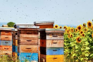 انحصار چهل ساله تولید عسل توسط مافیای زنبور!