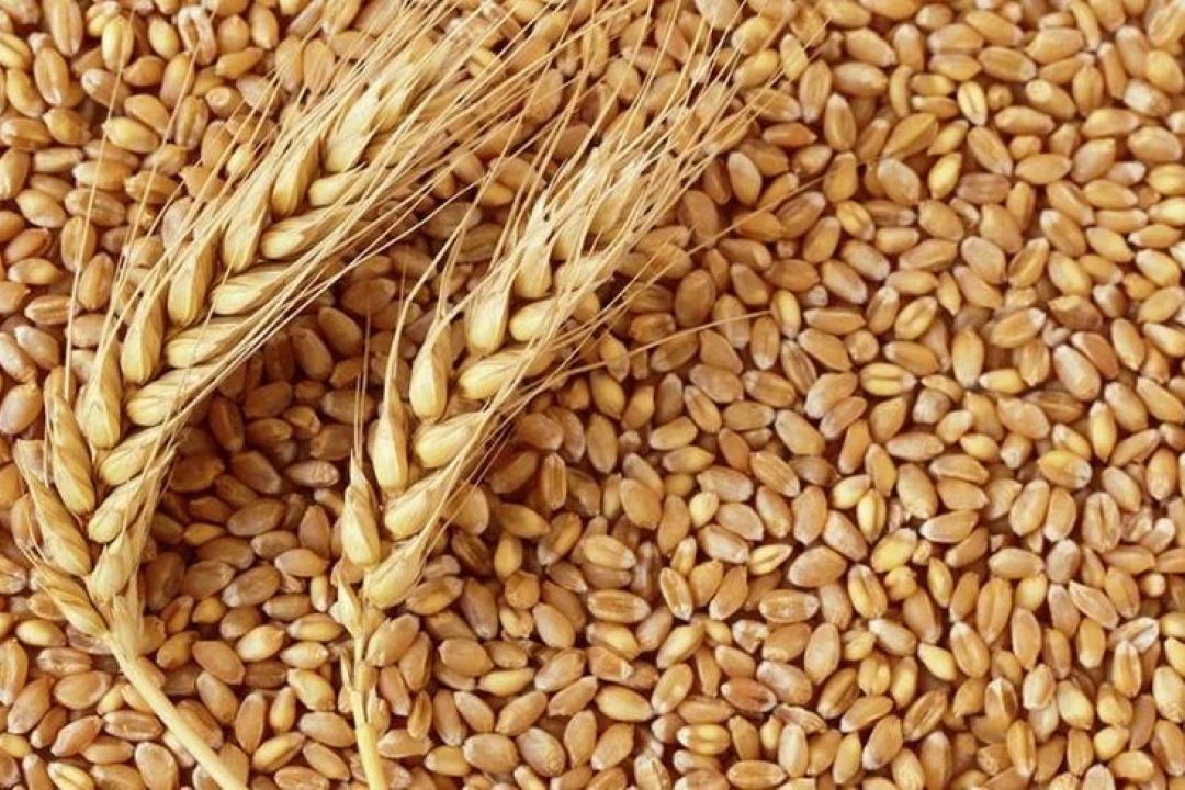  تحویل گندم به دولت تا پایان شهریور