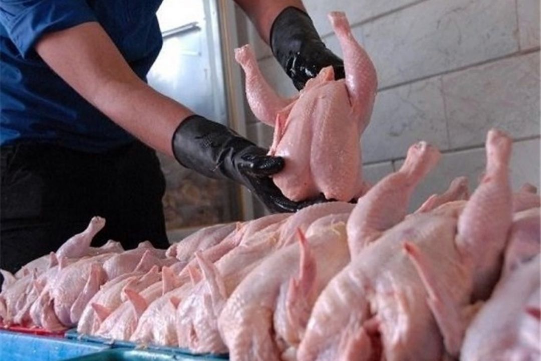 چرخ صادرات مرغ ایران خوب نمی چرخد