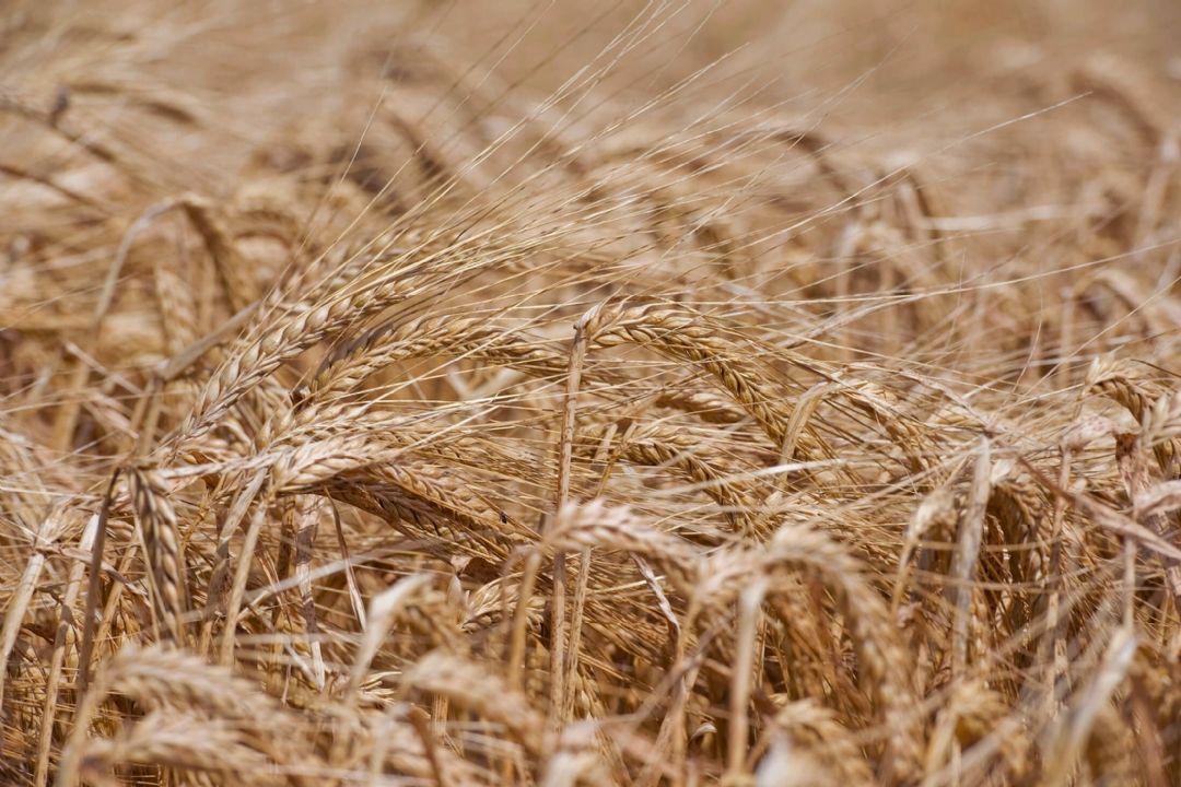 دولت گندم را به قیمت جهانی خریداری كند