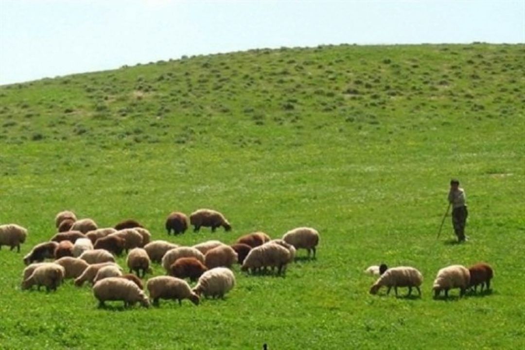 چرای دام و حضور دامداران در عرصه جنگلی؛ بزرگترین عامل حریق