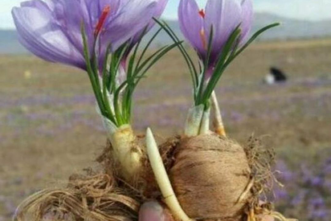 از صادرات پیاز زعفران بی اطلاعم