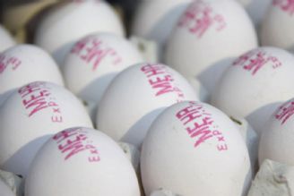 درج تاریخ غیرواقعی روی تخم مرغ ها سهوی است 