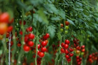 افزایش قیمت گوجه فرنگی به خاطر اصلاح نرخ بنزین نبود
