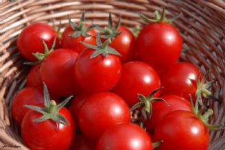 گوجه فرنگی تا 10 روز آینده ارزان می شود