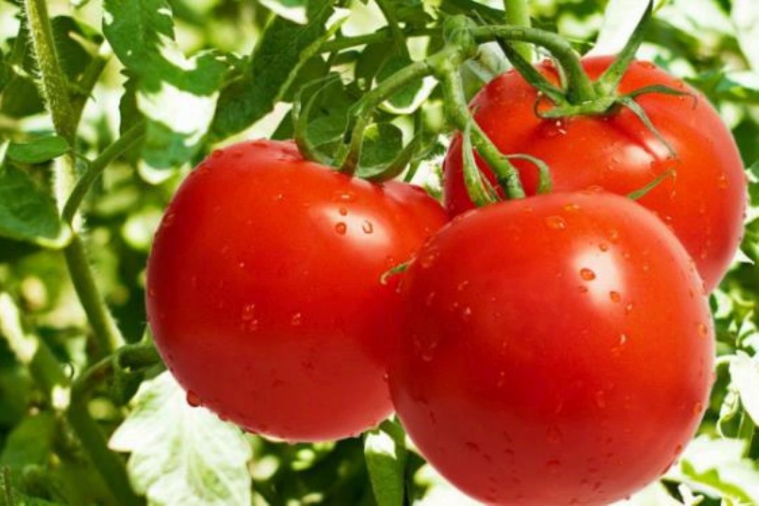 كاهش قیمت گوجه فرنگی از 25 آذر 