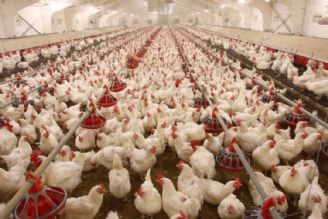 صنعت مرغ داری ایران صنعت پیشرفته ای است 