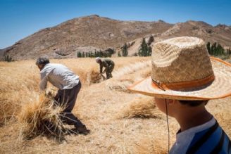 بالسینی: حذف یارانه كشاورزی بی معناست/ اسدی: این كار كشاورزان را آواره می كند