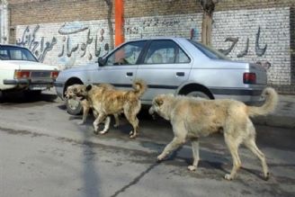 سگهای ولگرد؛ ناشی از تداخل محیط شهری و زیستگاه حیوانات 