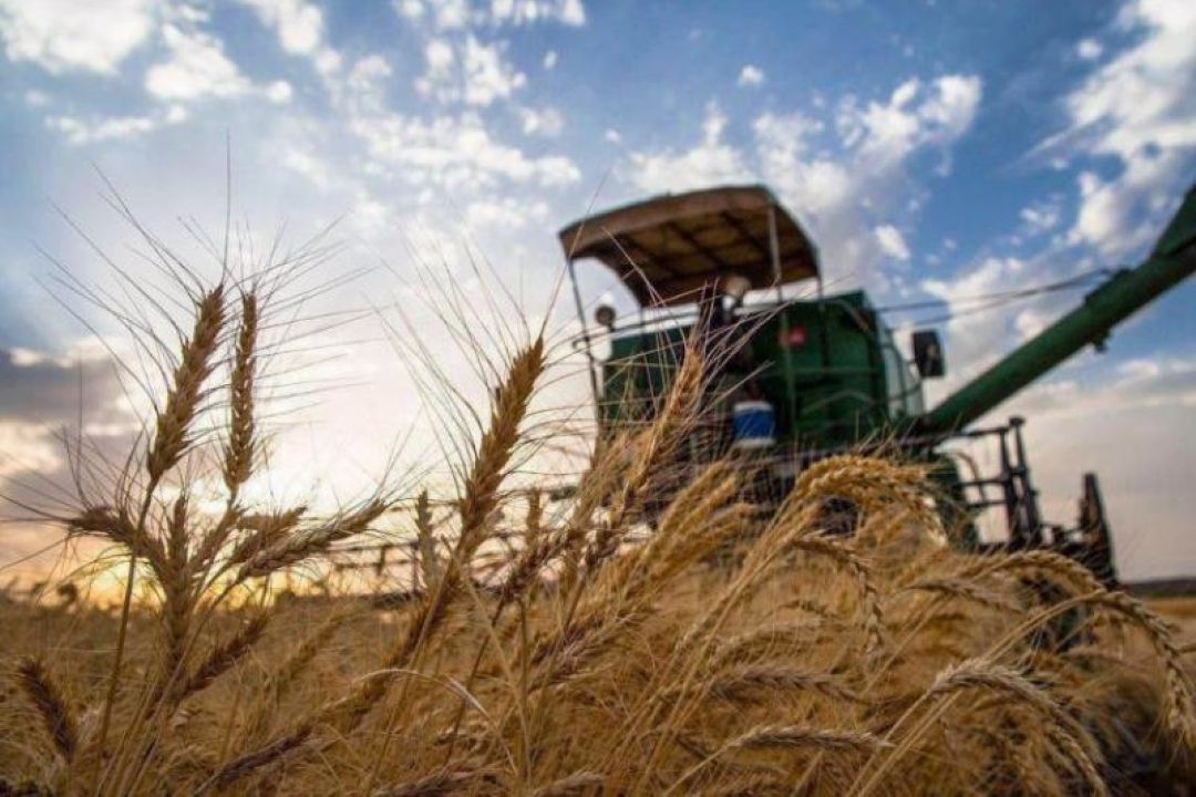 قیمت خرید تضمینی گندم واقعی نیست