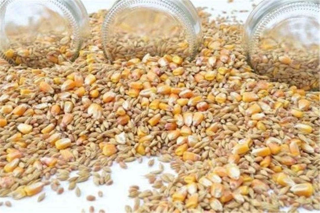 توزیع جو و ذرت میان دامداران مناطق سیل زده سیستان و بلوچستان