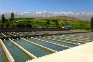 ایران رتبه نخست در تولید قزل آلای آب شیرین در جهان را در اختیار دارد