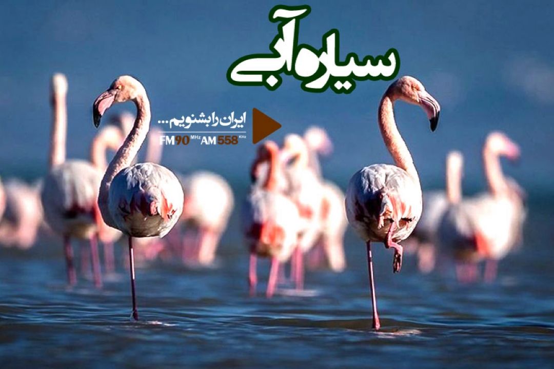 فلامینگوهای تالاب شادگان در امنیت غذایی هستند