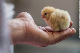 معضل تولیدكنندگان مرغ باید در سطح ملی پیگیری شود