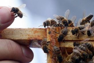 زنبورها نمی توانند كرونا را به انسان منتقل كنند