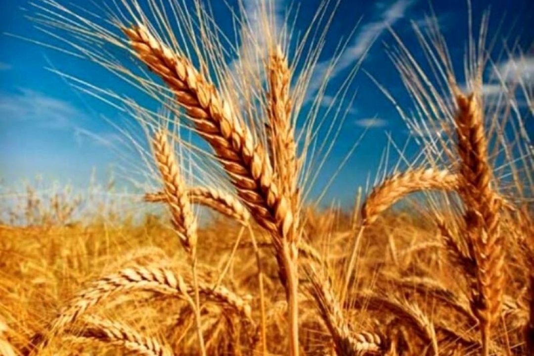  آمادگی خرید تضمینی 110 هزار تن گندم