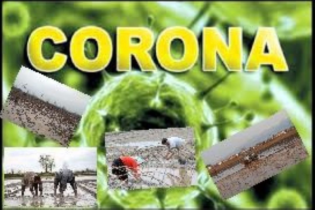 بررسی آثار اقتصادی شیوع ویروس كرونا بر بخش كشاورزی ایران