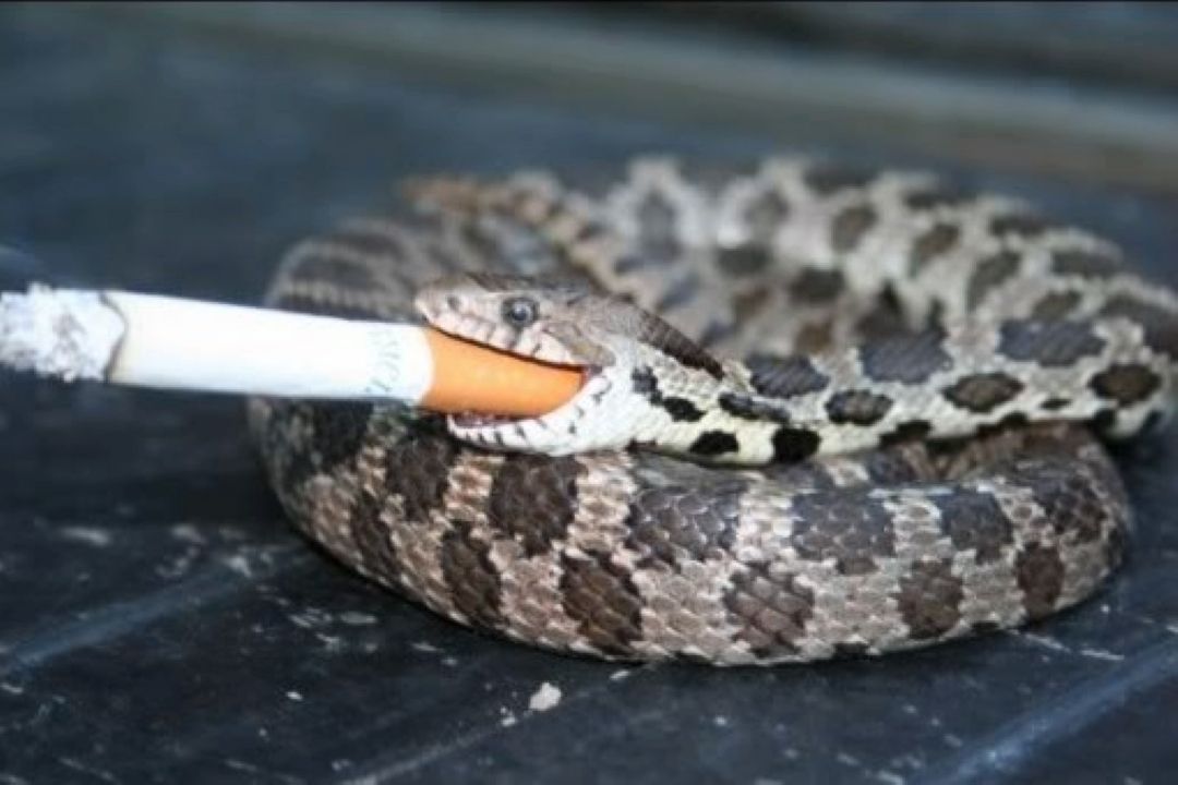 بررسی نقش و نگار سیگار بر پرده سینما  در افق روشن