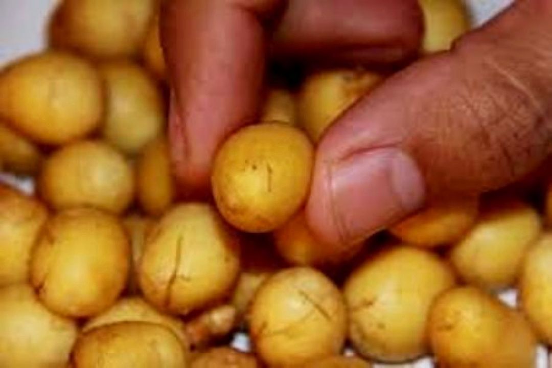 حجم بذر وارداتی به كشور 7500 تن است
