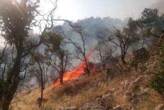جنگل‌های ایران مستعد آتش‌سوزی طبیعی نیستند