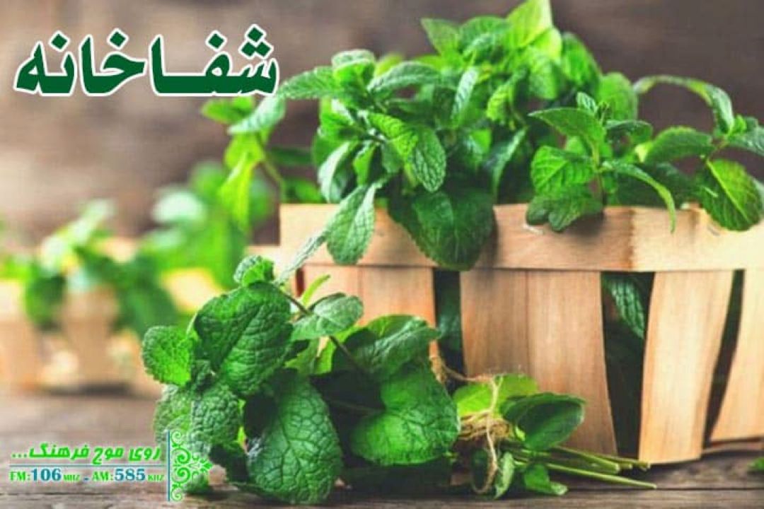 آشنایی با نعنا و خواصش در «شفاخانه» رادیو فرهنگ