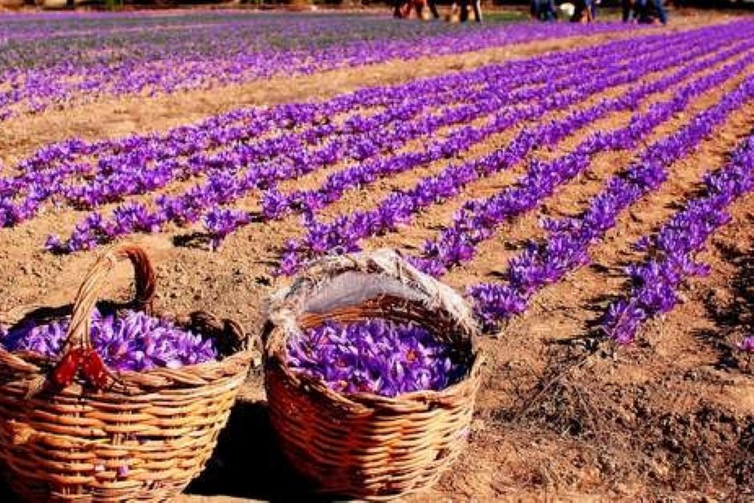 زعفران در تمام استان‌های كشور كشت می شود