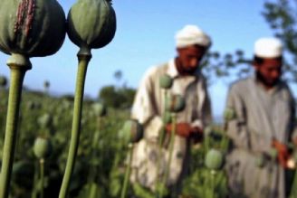 نیروهای بیگانه در افغانستان به دنبال توزیع هدفمند مواد مخدر در جهان