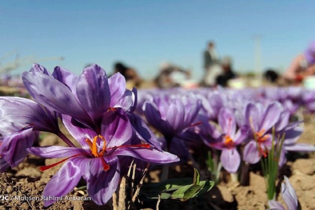 طلای سرخ گران شد
