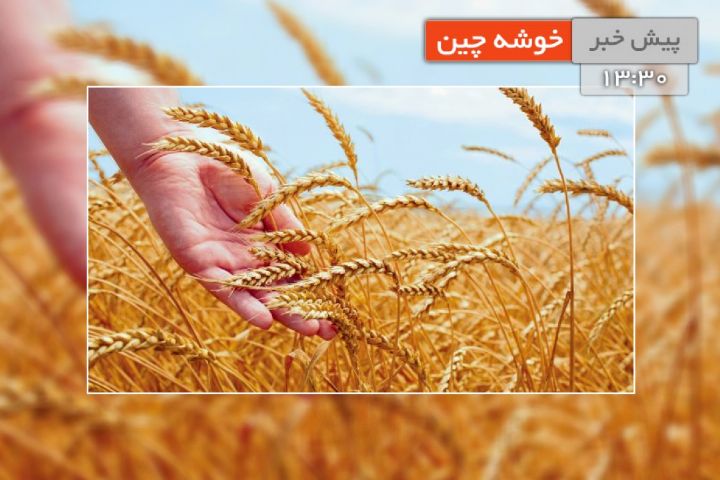 مزایای تولید كلزا در استان سیستان و بلوچستان