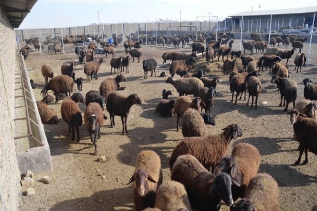 افزایش قاچاق دام از مرزهای غربی كشور/نرخ گوسفند زنده در بازار عراق 2 برابر قیمت داخلی 