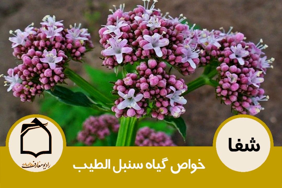 خواص گیاه سنبل الطیب