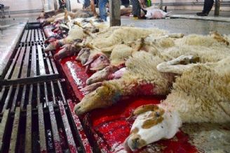 قربانی روزعید صرفا در كشتارگاه‌ها صورت می‌گیرد؛ هركیلو گوسفند زنده 45هزار تومان