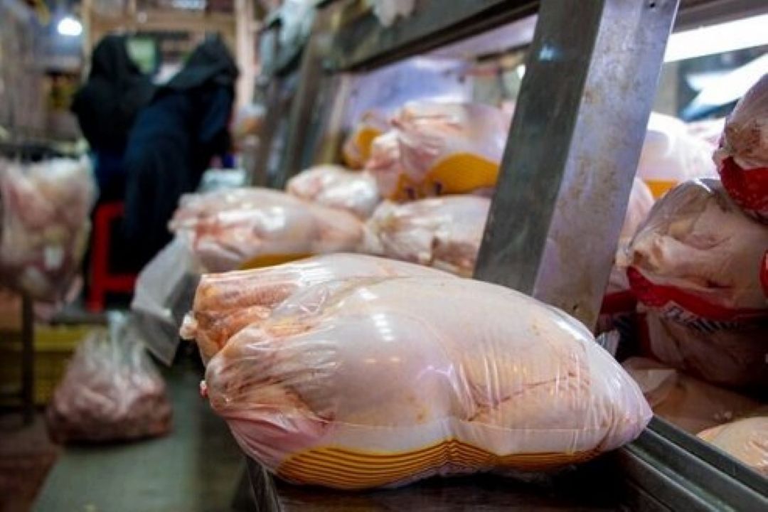 همه باید كمك كنند قیمت مرغ كاهش پیدا كند/ بازار سیاه روزگار مرغداران را سیاه كرده است 