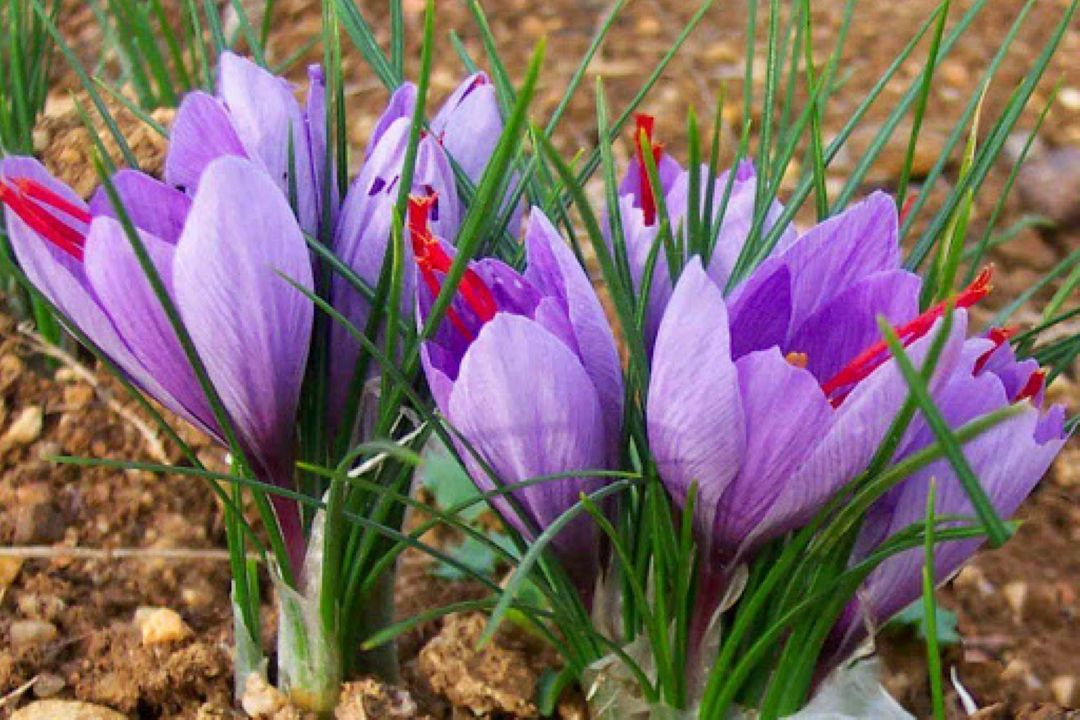 تولید بذر اصلاح شده گیاه زعفران