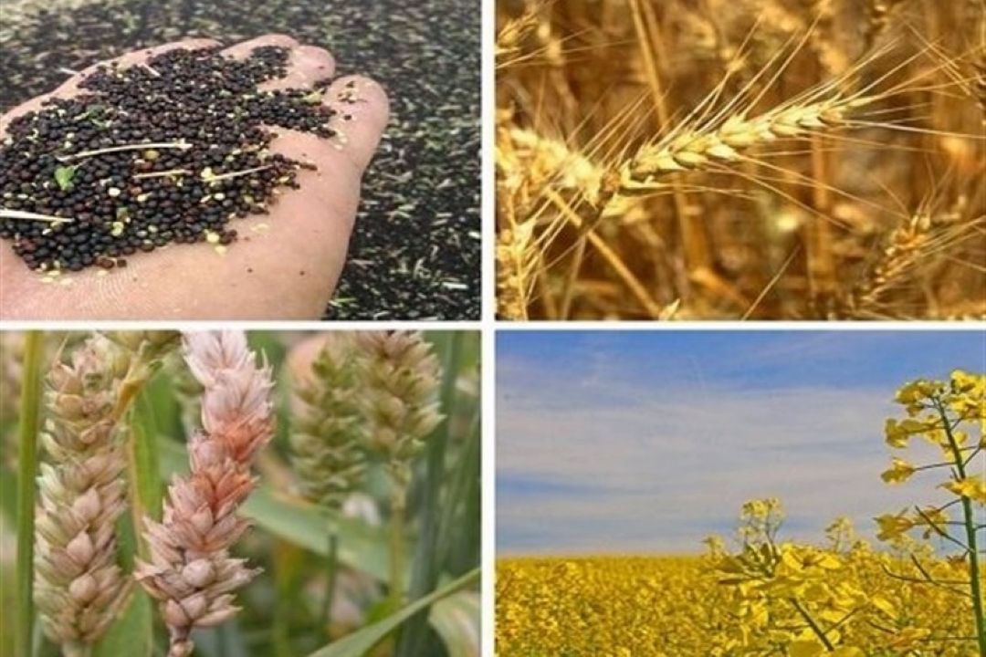  دولت روحانی تنها یكبار قانون خرید تضمینی را درست اجرا كرد/ گام مثبت مجلس در راستای اصلاح این قانون