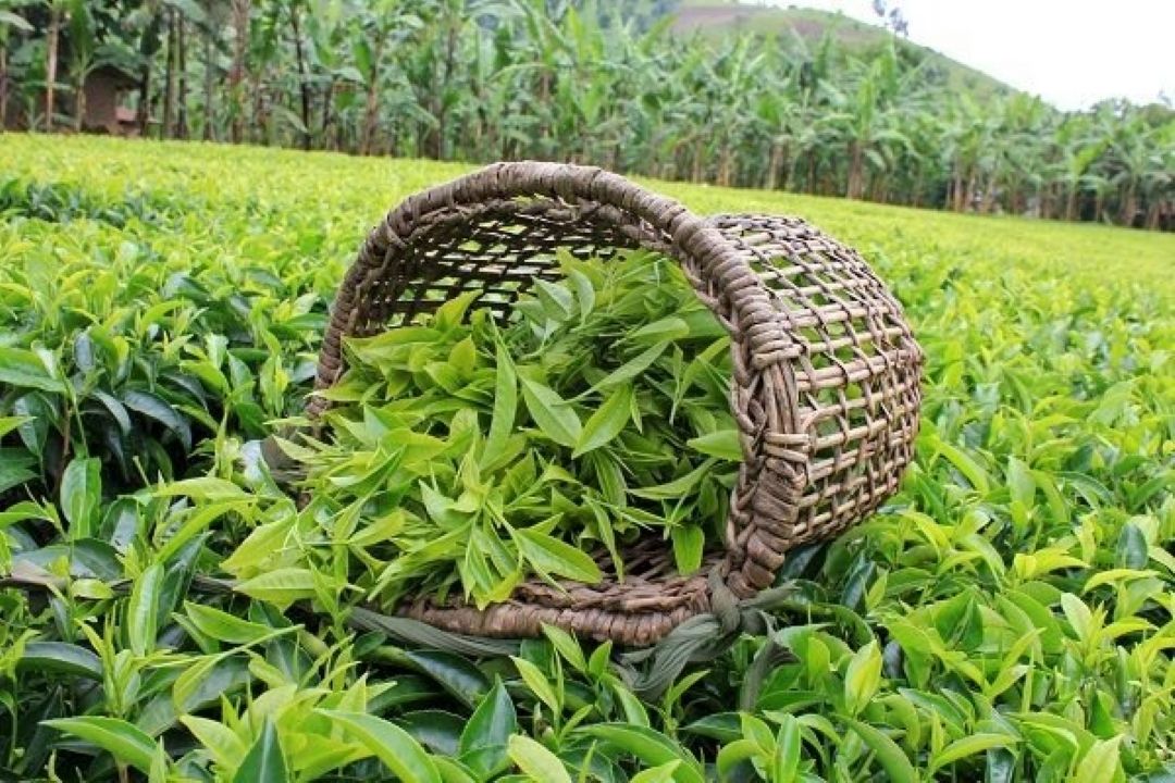 رونق چای ایرانی