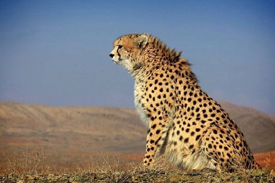 آغاز فاز جدید پایش یوزپلنگ‌ها در كشور