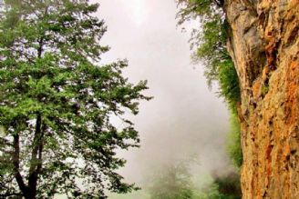 اولین دوره جشنواره جنگل بان در نهم مرداد برگزار می شود