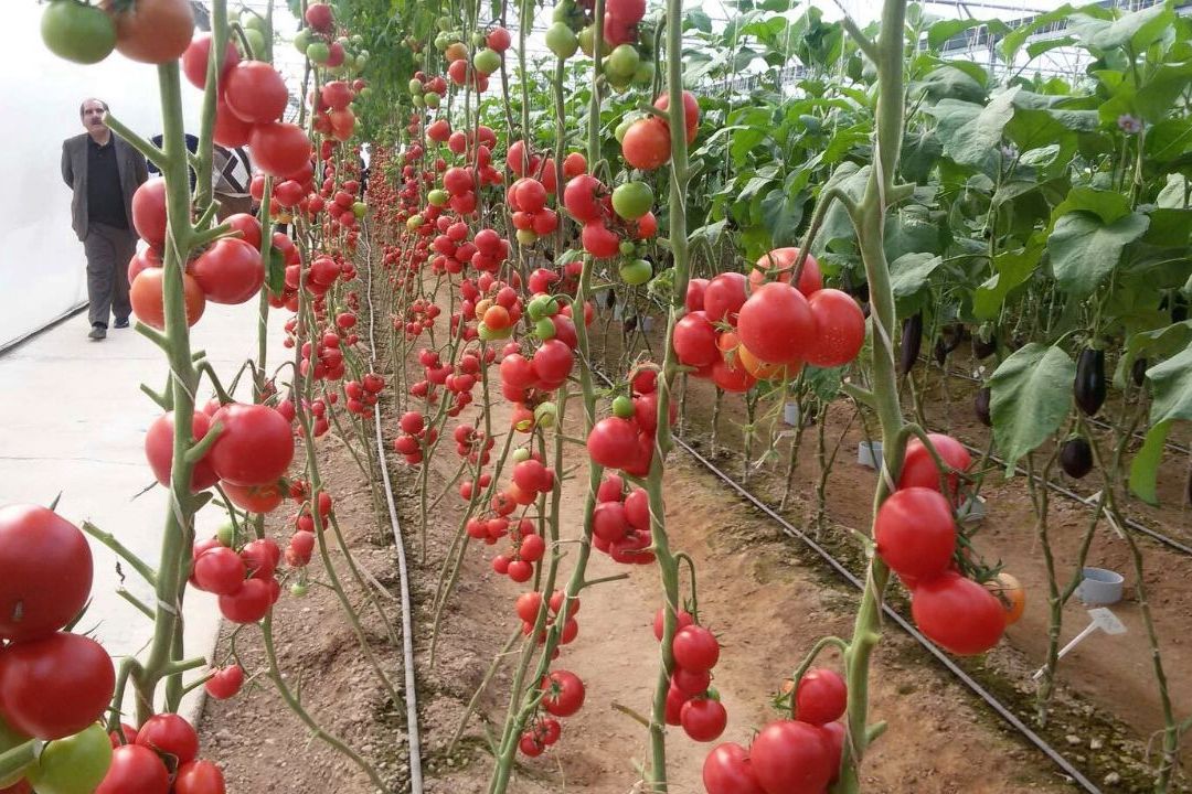 تولید كشت های گلخانه ای در ایران ضرورت دارد