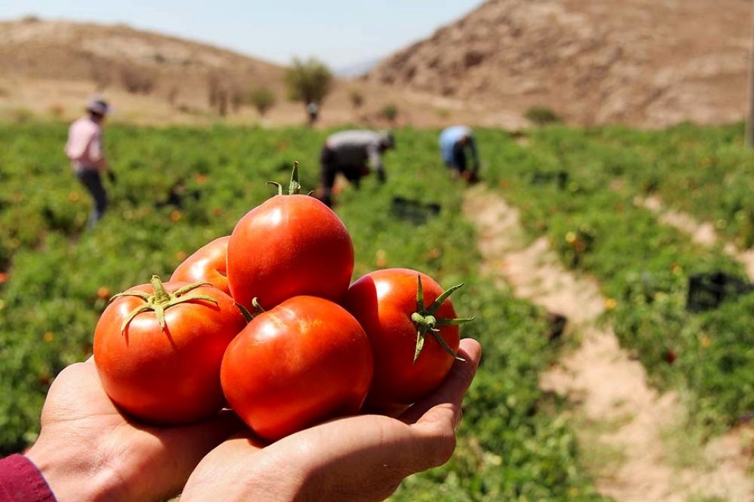 گوجه فرنگی در ایران فقط در آبان با محدودیت تولید مواجه است / توزیع گوجه فرنگی در میادین كیلویی 11 هزار تومان