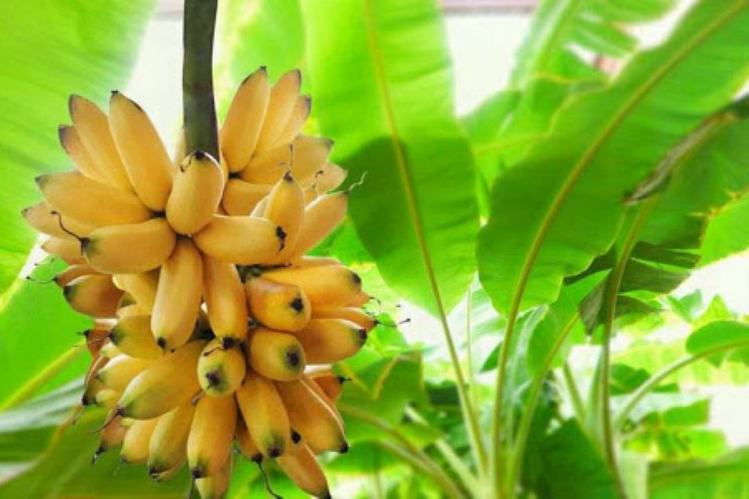 تنها تولید كننده نهال موز به روش متفاوت