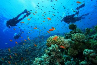خلیج‌فارس و دریای‌عمان "مهدكودك" گونه‌های دریایی هستند