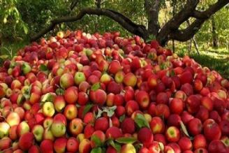 افزایش صادرات سیب به روسیه