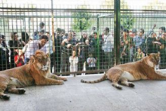 باغ وحش به محلی برای قاچاق حیات وحش تبدیل شده است!
