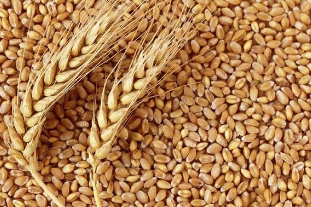 دستیابی ایران به خودكفایی پایدار گندم / مشكلات مربوط به خرید و نرخ گذاری گندم رفع شود