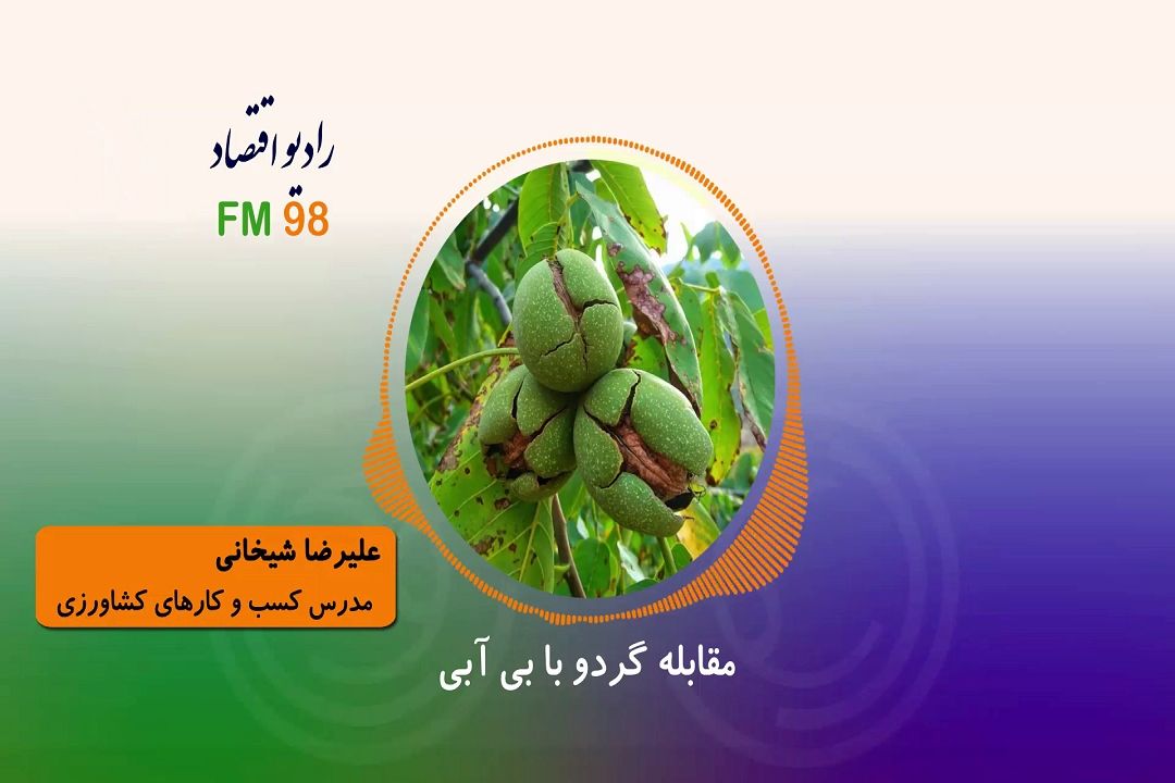 مقابله گردو با بی آبی