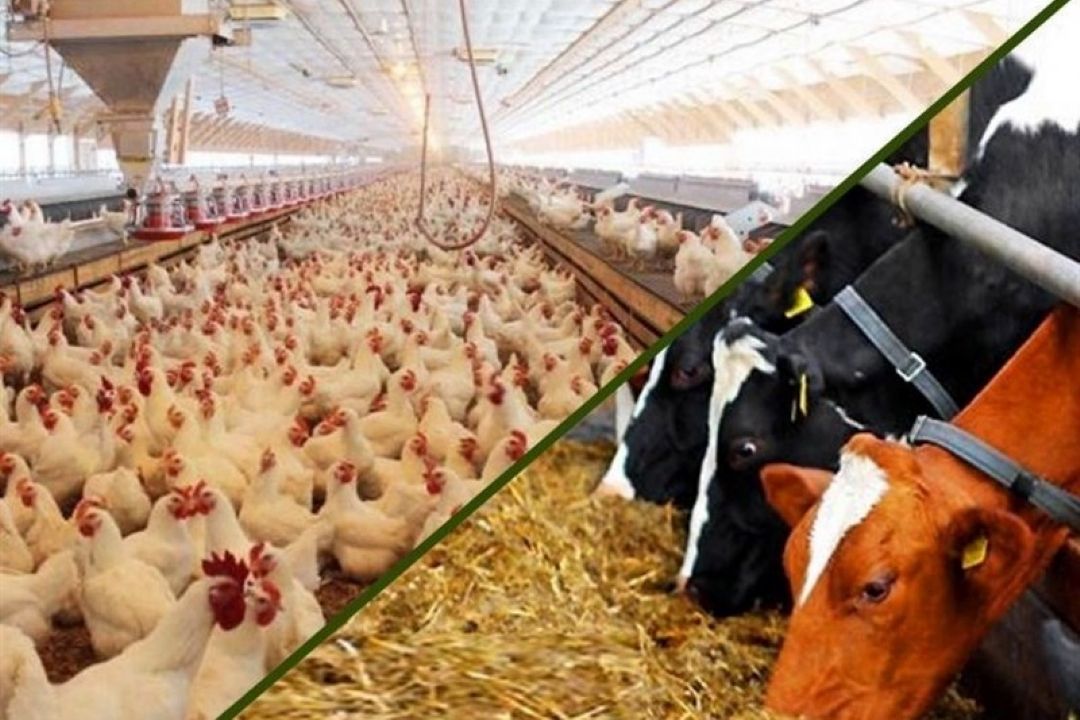 تهدیدات نوین زیستی در حوزه دام و طیور