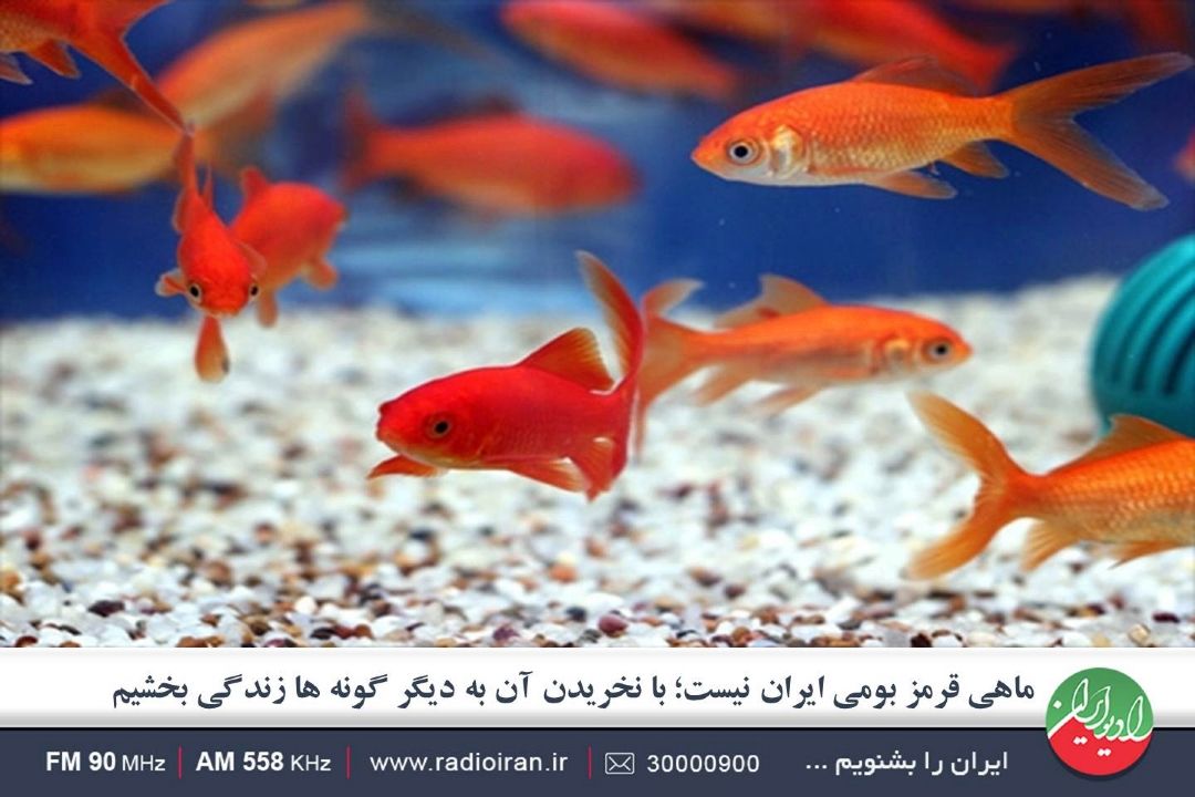 ماهی های قرمز قدرت تكثیر بالایی دارند