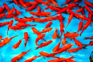 آزاد كردن ماهی قرمز در آب‌های آزاد ممنوع!