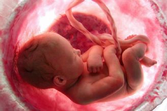 بررسی هستی شناسی جنین